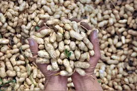 算一笔账：带壳花生和脱壳后的花生米，卖哪种利润大？图片