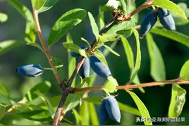 世界上特别珍贵的3种蓝色水果，看看你都吃过哪个？图片