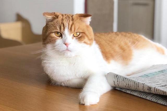 兽医常说的:猫咪"除虫菊酯及拟除虫菊酯中毒"是什么病?