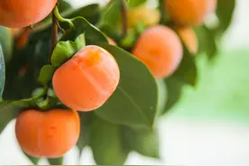 柿子大量上市，关于柿子的小秘密，你应该知道，请告诉身边的朋友图片