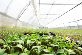 种植白菜苗应该注意什么？图片