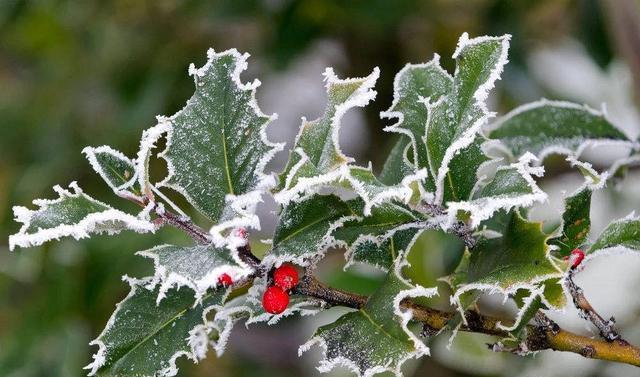 植物防冻剂，真能防冻吗？怎么选择？怎么使用？要点都在这