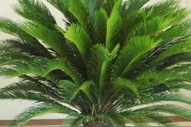 铁树不难养，牢记4点“小常识”，叶子不黄不落，枝叶繁茂四季绿图片