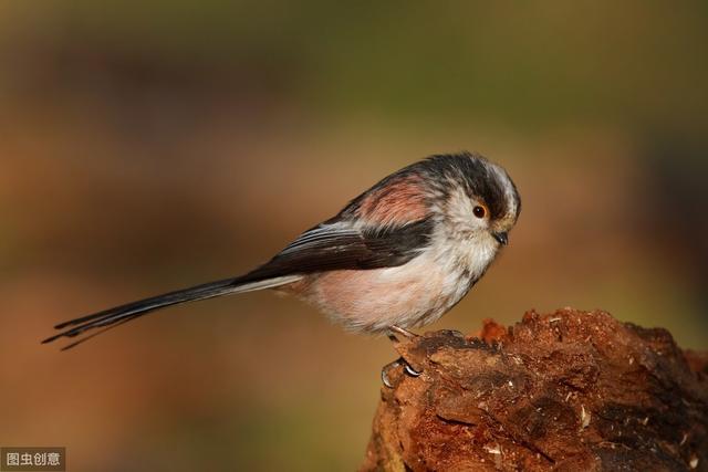 小山雀，为啥能在青藏高原来去自如