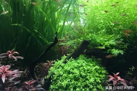 入坑草缸玩水草，这5点很重要，没“两把刷子”你也能玩图片