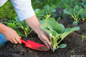 甘蓝种植与管理技术，从整地、播种、到病虫害防治，做好高产不难图片