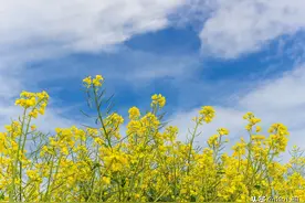 徐小明：大阴线洗盘的目的图片