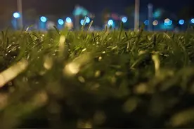 揠苗助长：早就告诉你急于求成行不通，脚踏实地迎来硕果累累图片