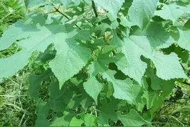 农村老家构树泛滥，如何除掉？四种方法灭除，简单易操，不再出现图片