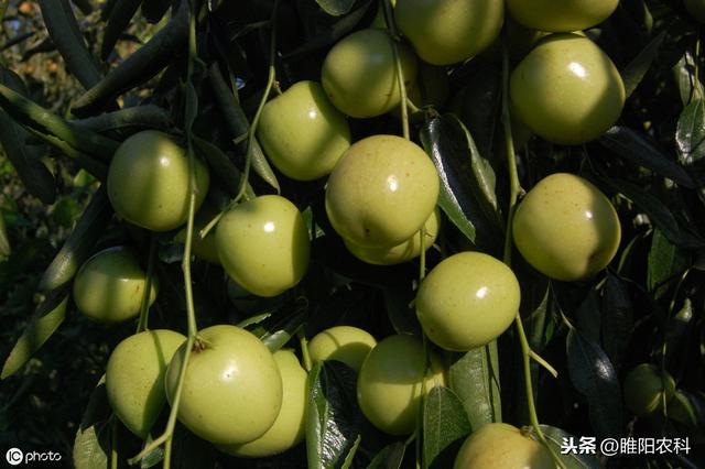 最好的全营养氨基酸叶面肥，产量能翻番，一季只需喷3遍