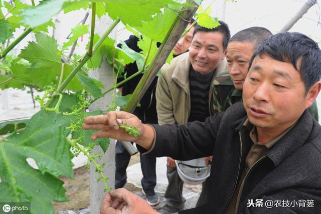 果树落花落果是啥原因造成的？如何保花保果才能使果园后期高产？