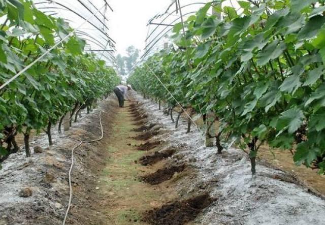 过量施肥肥害频发！这些葡萄园施肥误区可别犯！