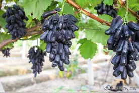 楼顶种葡萄难成活？学会这三招，成活率高生长快图片