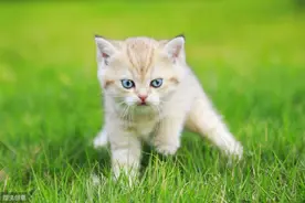 超软超萌的超可爱的小奶猫图片