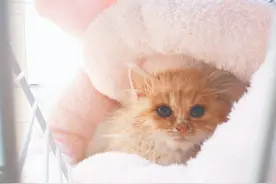 捡回来的流浪猫猫癣很严重，怎么才能快速治好图片