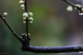 宋词中极惊艳的一场雨，淅淅沥沥下了千年，醉了岁月、湿了眼眶图片