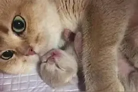 母猫生了个独子，发现要被卖掉后，死死抱着，价格再高也不卖图片