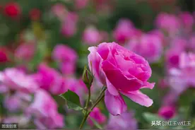 中原诗林同题月季，让你一次看个够图片