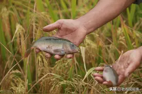 曾经火爆的“稻田养鱼”，为啥现在不火了？有啥缺点吗？看完明白图片