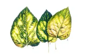 桑叶长满白色霉斑咋回事？是不是白粉病？白粉病防治方法有哪些？图片