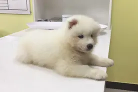 狗狗检查完趴着休息，奶凶奶凶的，汪：再看打你哦图片