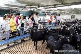 努比亚黑山羊品种优点及圈舍修建，黑山羊种羊如何改良当地品种图片