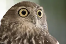 动物界的卡姿兰大眼睛，萌萌哒图片