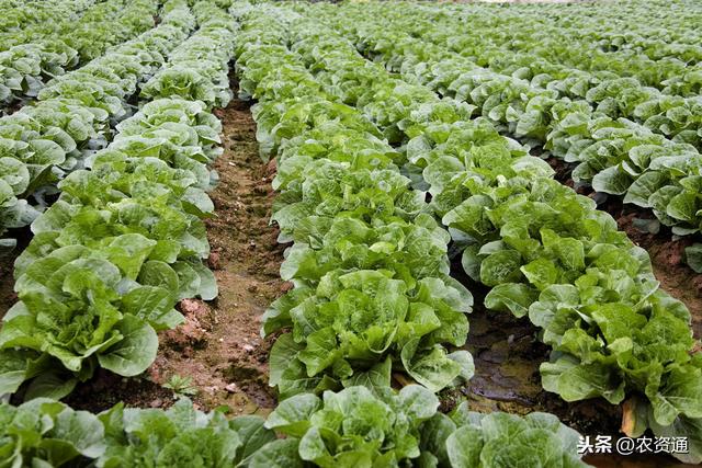 氨基酸水溶肥到底是什么？有什么作用？看完这篇文章你应该能懂