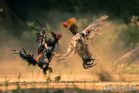 你知道鳄鱼的天敌是什么吗？现场简直有点残忍图片