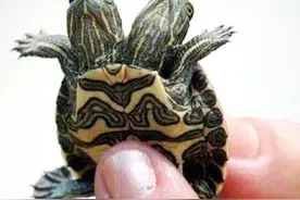 最危险的外来物种之一——巴西龟图片