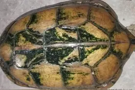 石金钱龟不吃东西的原因有哪些？碰到这种情况时，应该怎么办？图片