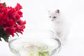 解开猫拒吃平时最喜爱食物的谜团：少量多餐，管控食量相当靠谱图片
