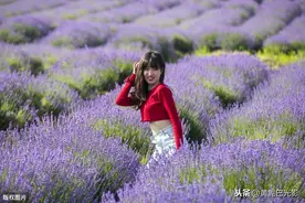 为啥女人都喜欢薰衣草？它有3点你不知道图片