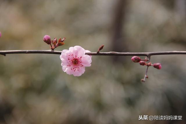 小学生必考的换偏旁组词汇总