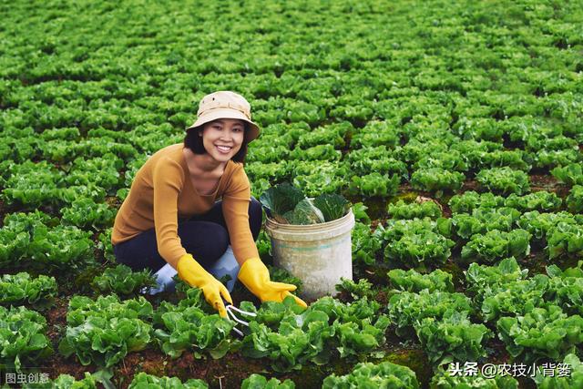腐殖酸（肥）对土壤作物有大价值，但要注意功效特性与使用方法