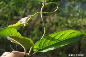 农村一种被人嫌弃的野菜鸡屎藤，但识货的农民会摘一些回家煲汤喝图片