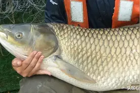 鱼身上的这些东西别丢掉，做成文玩还挺不错图片