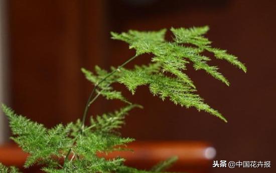 教师节到了！能送给老师的除了鲜花束，还有这几种花