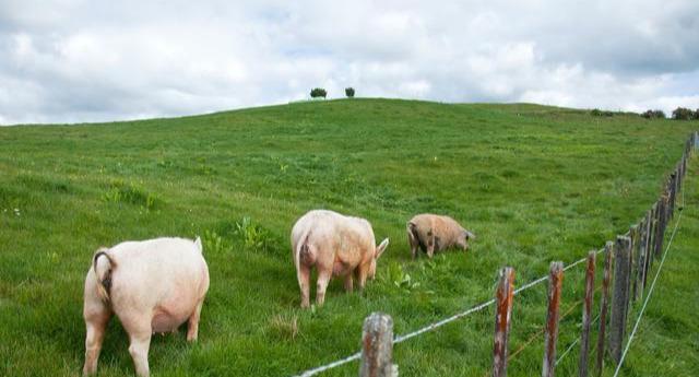 添加氨基酸螯合铁对母猪繁殖性能及仔猪生长发育的影响