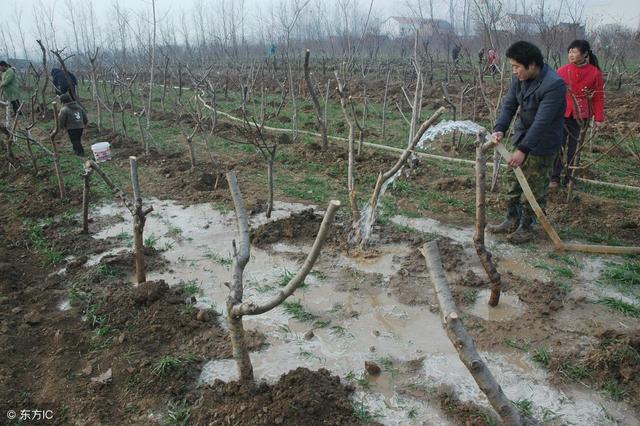 绉嬪鐚曠尨鐏屾牴銆佹柦鑲ユ湁浠€涔堝ソ澶勶紵