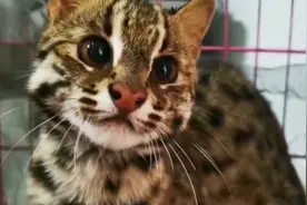 开化：救助13天的省重点保护动物豹猫今天放生视频封面