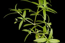 白花蛇舌草，近年常用于防癌抗癌，也是蛇药，疮痈药，利尿药图片
