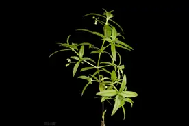 白花蛇舌草，近年常用于防癌抗癌，也是蛇药，疮痈药，利尿药图片
