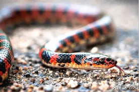 800人口的村庄，却饲养着300万条蛇，被誉为“中国蛇村”图片