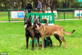 为何“完美”的马犬，这么少人养？这几点，不是一般人能接受图片