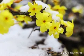 美丽动人的迎春花，迎春而来，踏雪而归图片