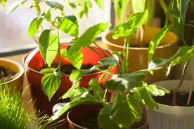 花盆里撒上这两样东西，花繁叶茂且不生虫，连施肥都省了图片