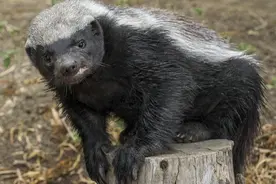 母蜜獾发现幼崽失踪了，寻找中误以为是狮子干的，原来被花豹偷走图片