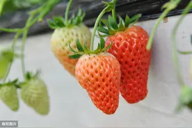 塑料大棚高品质草莓栽培技巧，以下几点值得参考，快进来了解一下图片