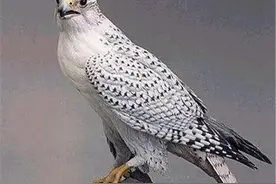 万鹰之神——海东青图片